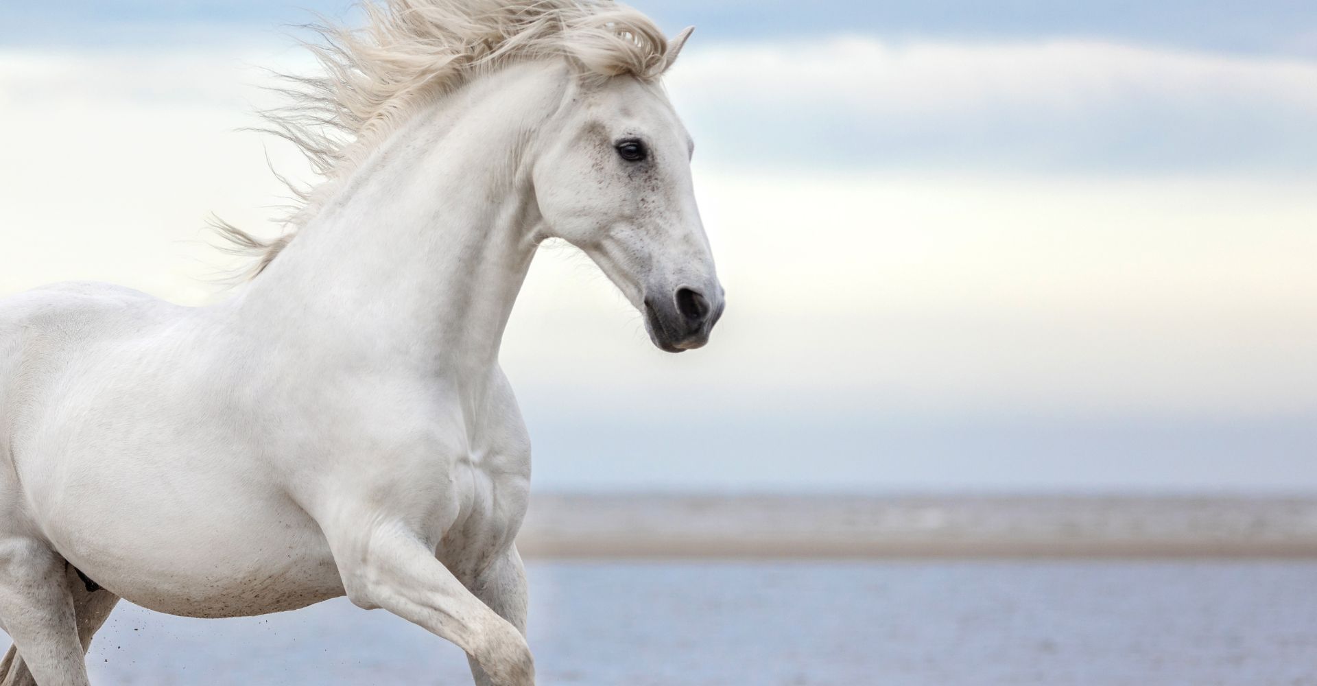 Coach-fuer- Hochsensibilitaet-Pferd-Meer