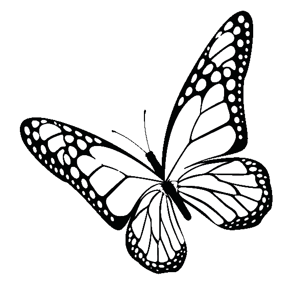 butterfly